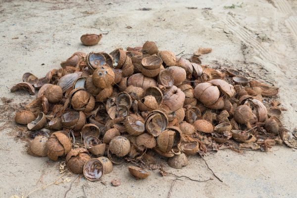 Compost Coconut