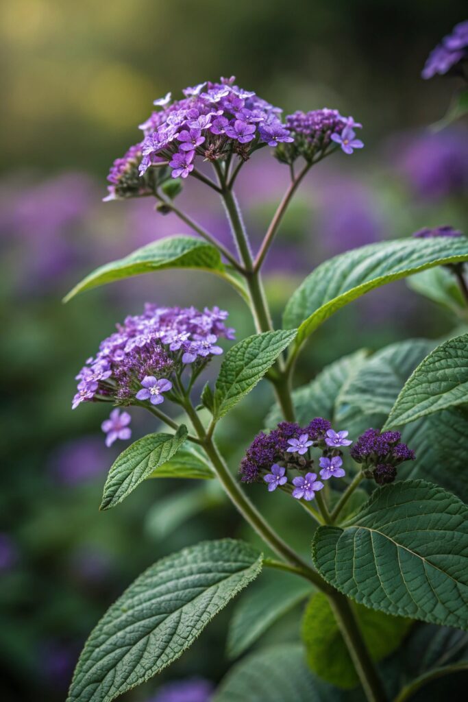 Heliotrope (Heliotropium arborescens)