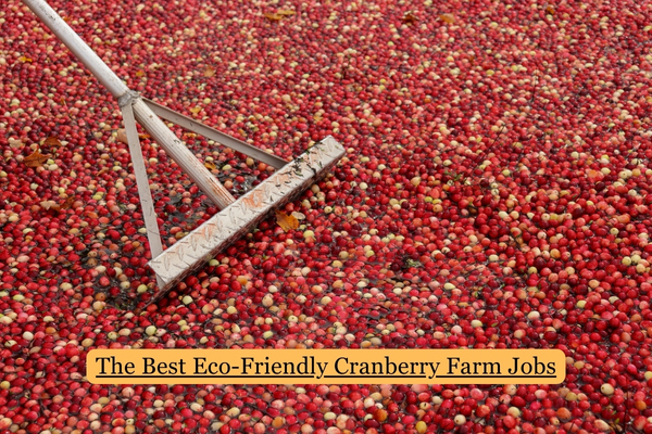 The Best Eco-Friendly Cranberry Farm Jobs