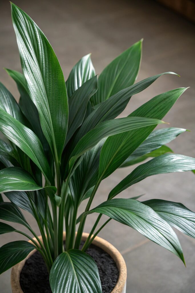 7. Cast Iron Plant (Aspidistra elatior)