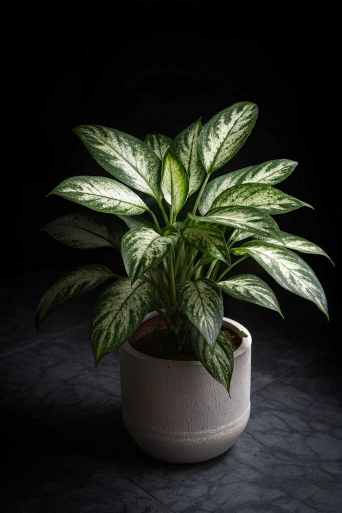 12 Indoor Plants That Thrive on Coffee Grounds - 8. Chinese Evergreen (Aglaonema)