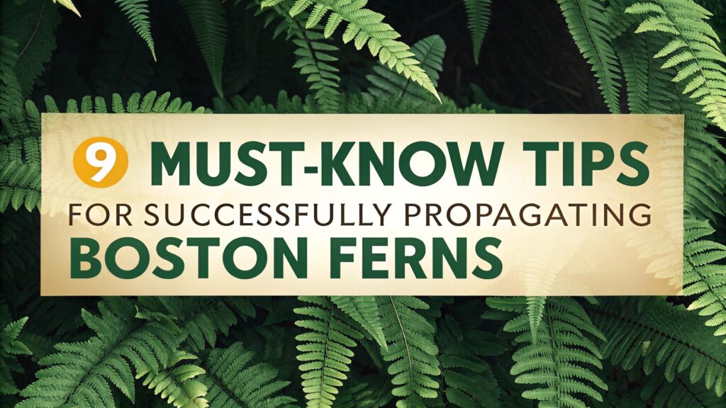 9 Must-Know Tips for Successfully Propagating Boston Ferns