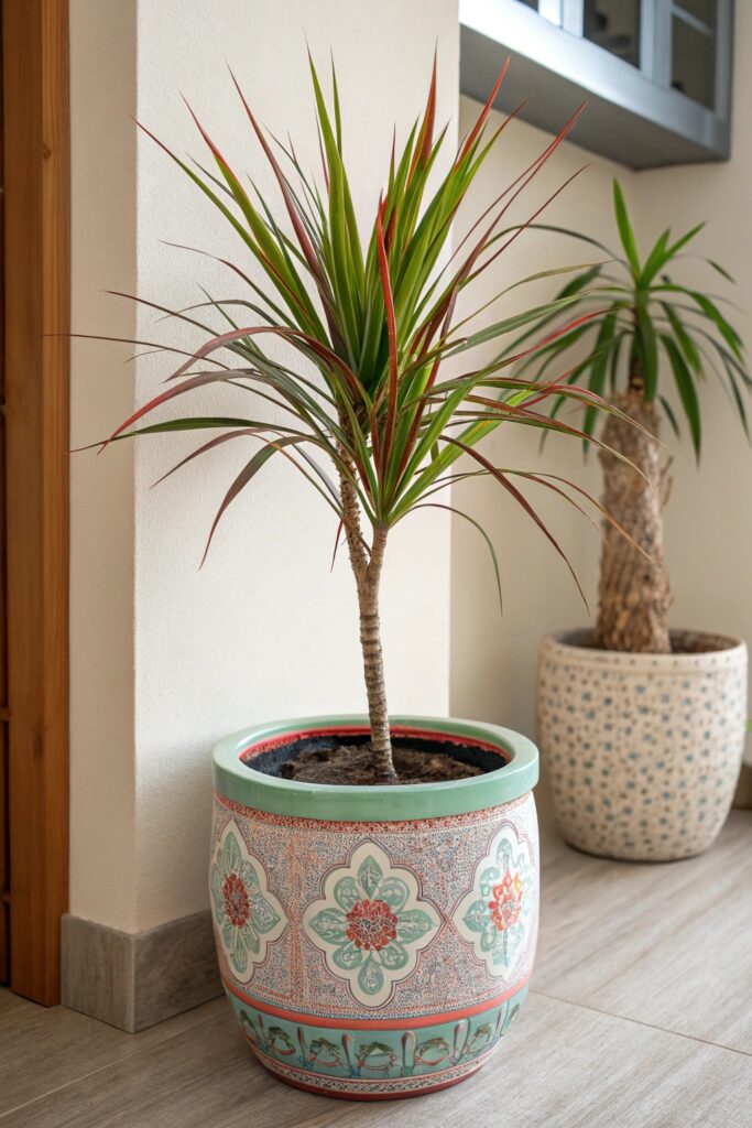 Top 9 Small Indoor Plants for Tiny Spaces - 9. Dracaena (Dracaena marginata)