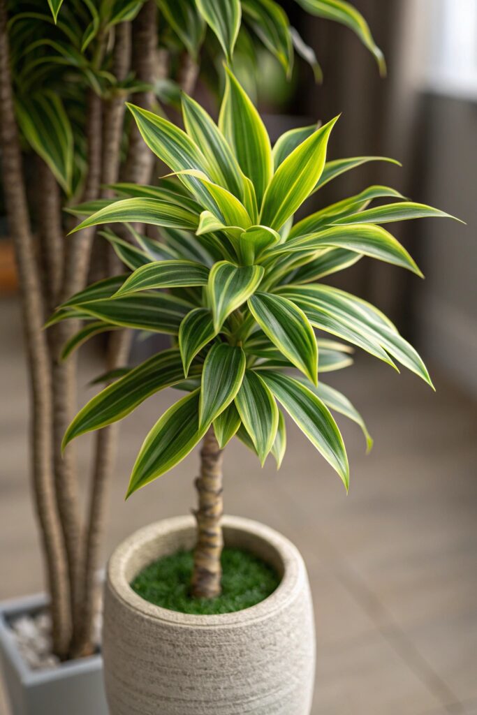 15 Fast Growing Houseplants for Quick Greenery - 8. Dracaena (Dracaena spp.)