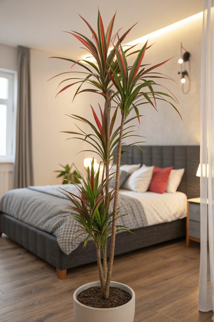 10 Best Tall Bedroom Plants for Better Sleep - 4. Dracaena Marginata