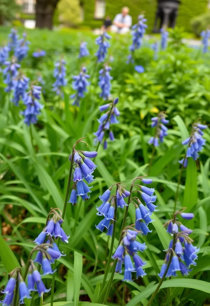 8 Stunning Kansas Native Shade Plants for City Gardens - 6. Virginia Bluebell (Mertensia virginica)