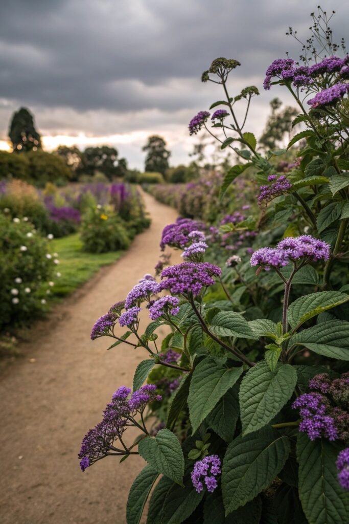 7 Fragrant Flowers to Plant for a Sweet-Smelling Garden - 6. Heliotrope (Heliotropium arborescens)