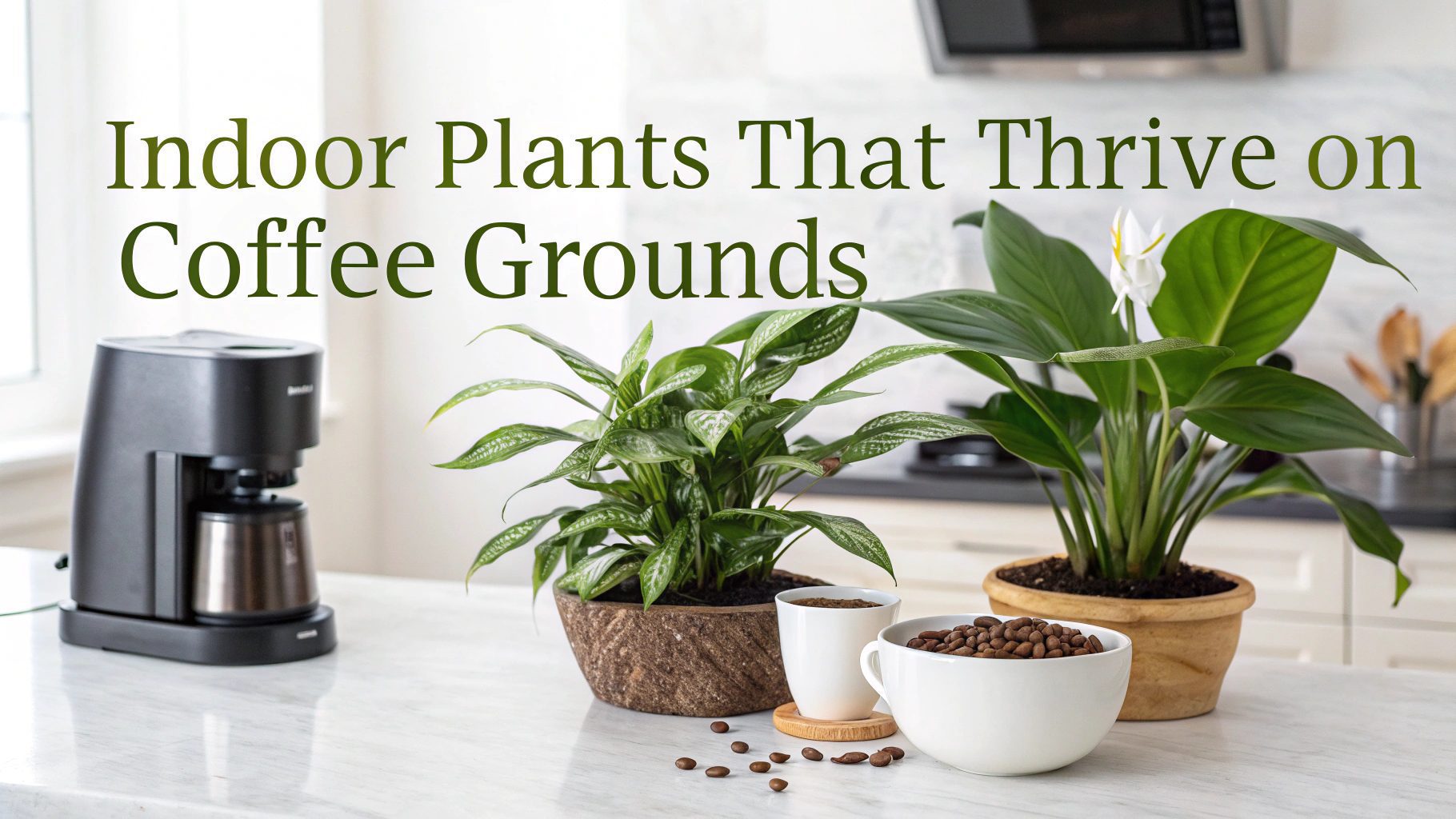 Indoor Plants That Thrive on Coffee Grounds