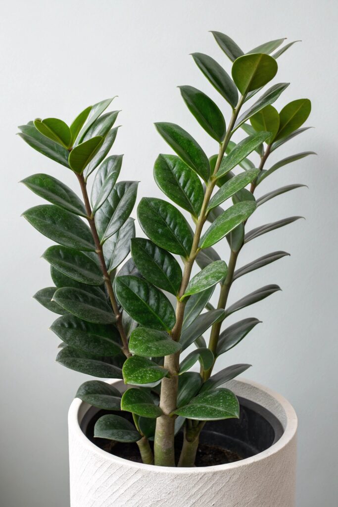 15 Fast Growing Houseplants for Quick Greenery - 3. ZZ Plant (Zamioculcas zamiifolia)