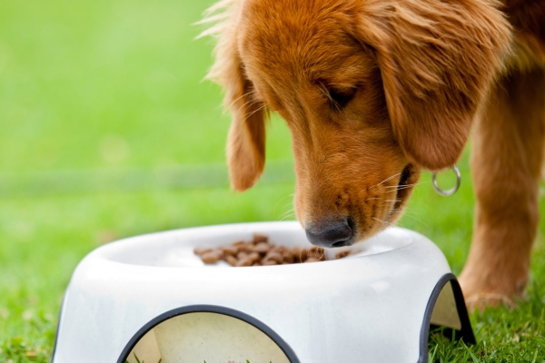 Understanding Non-Toxic Dog Food