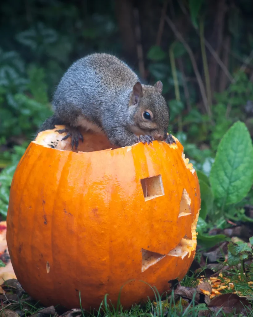 ways to keep halloween pumpkins out of landfills 