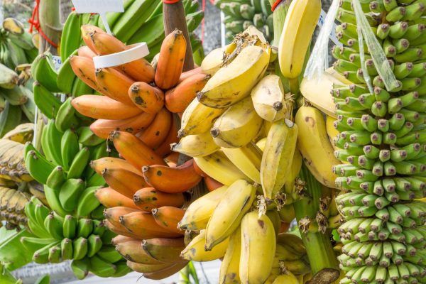 Tropical Fruits You Can Grow in a Garden