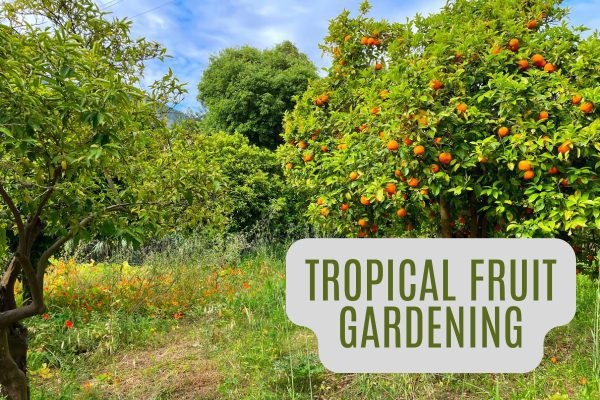 Tropical Fruit Gardening at home