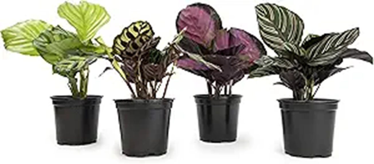 calathea prayer plant kit