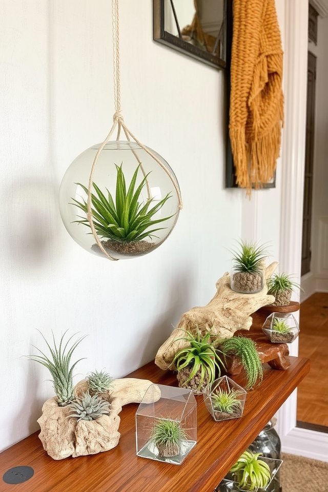 creative air plant displays