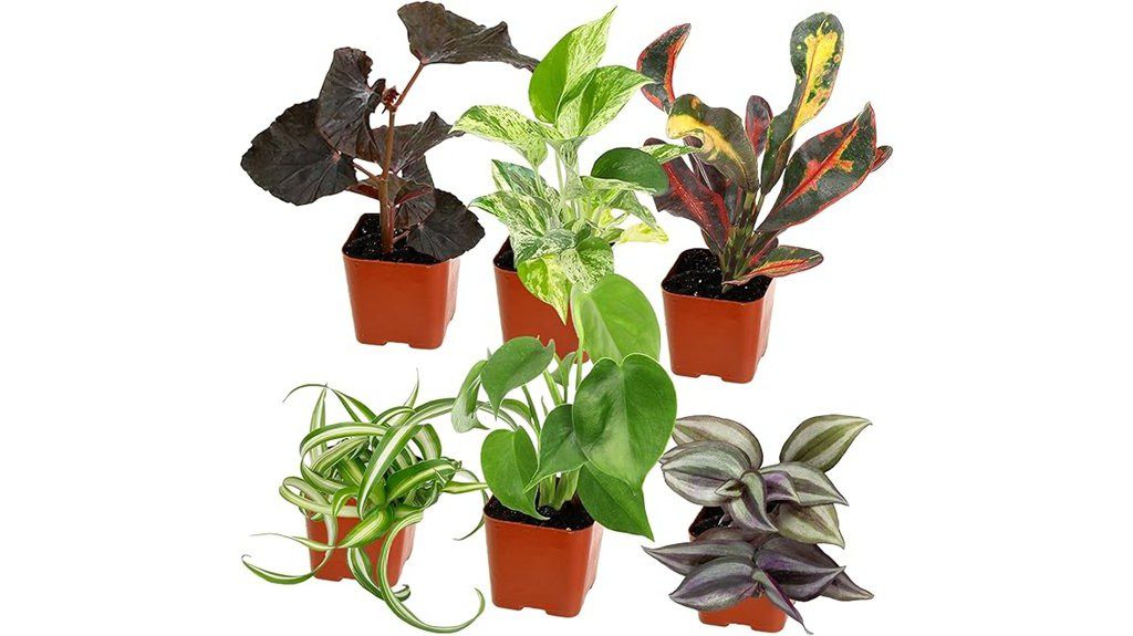easy care houseplants pack