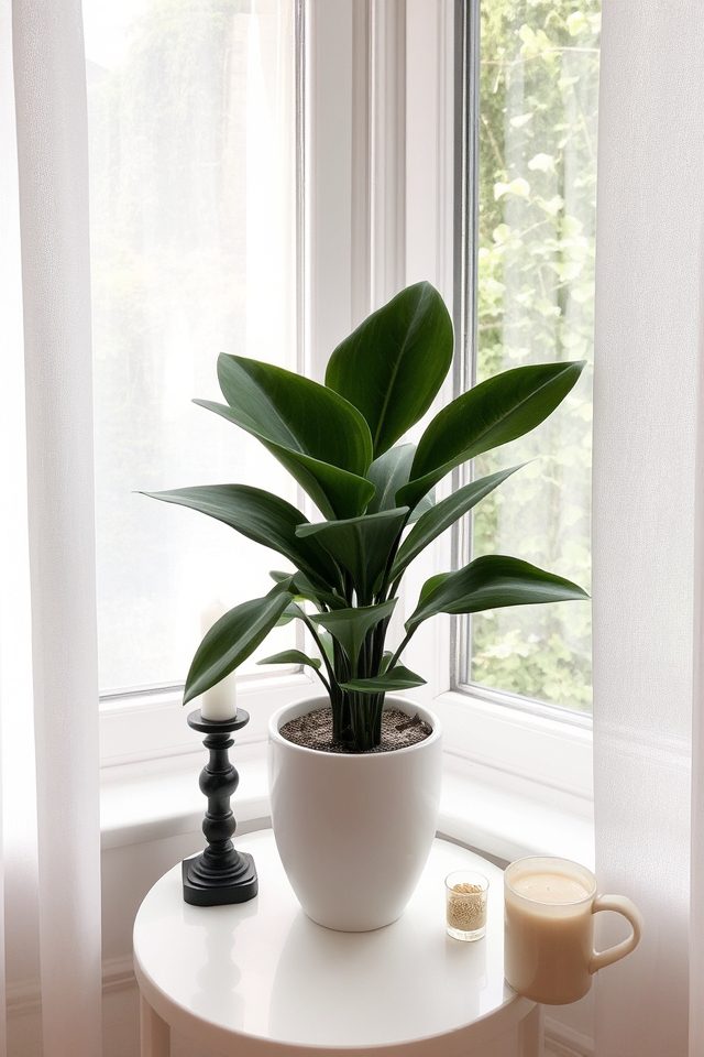 elegant low light houseplant choice