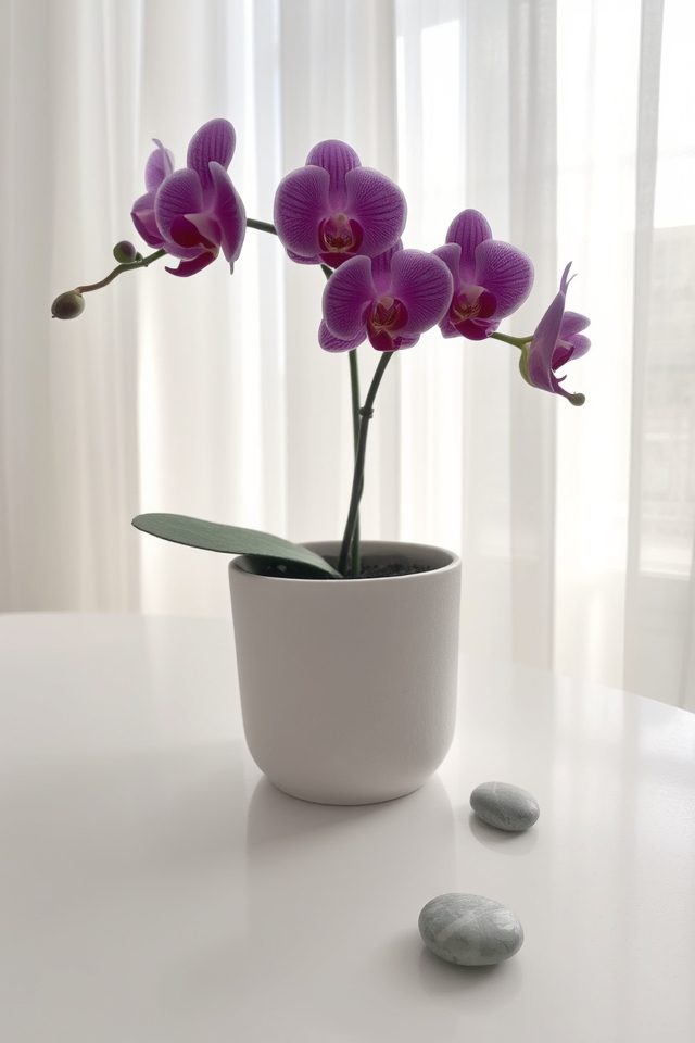 elegant orchids enhance minimalism