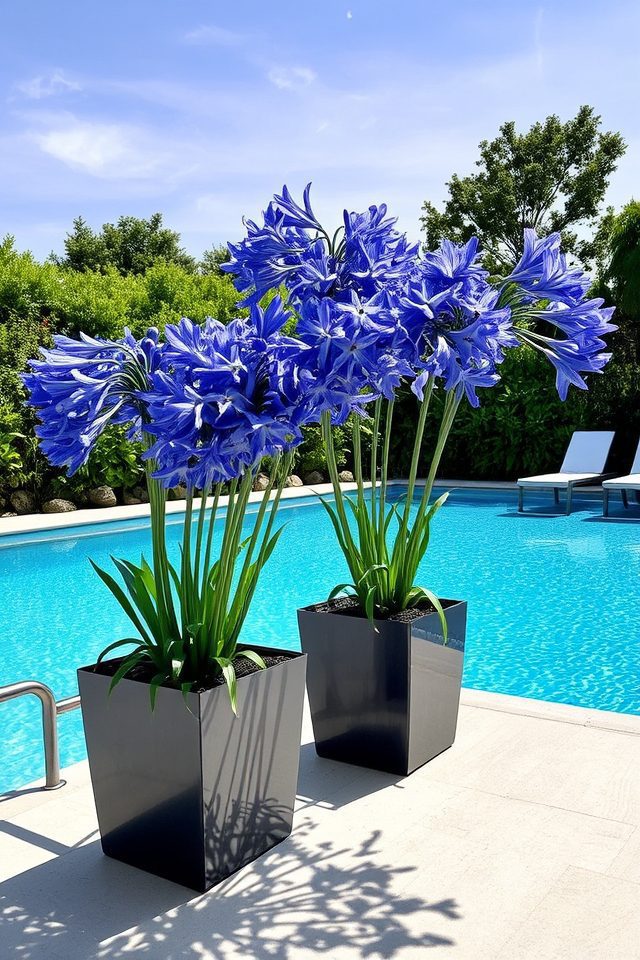 elegant poolside flowering perennial