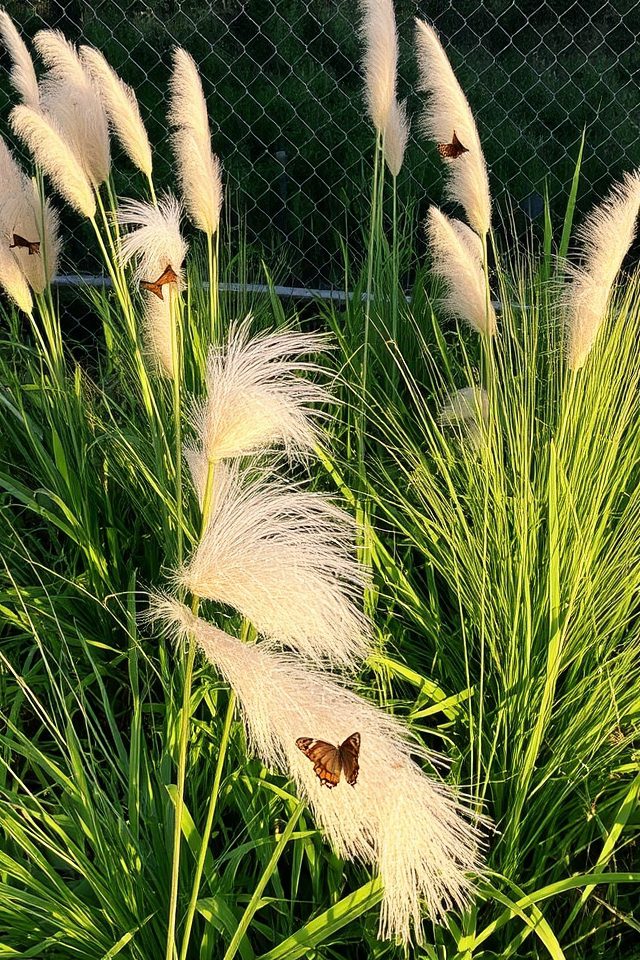 enhancing fences with grasses