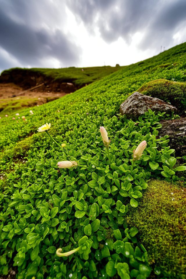 erosion control with ground covers
