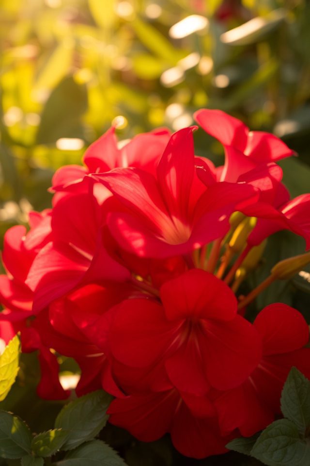 evening blooming fragrant flowers