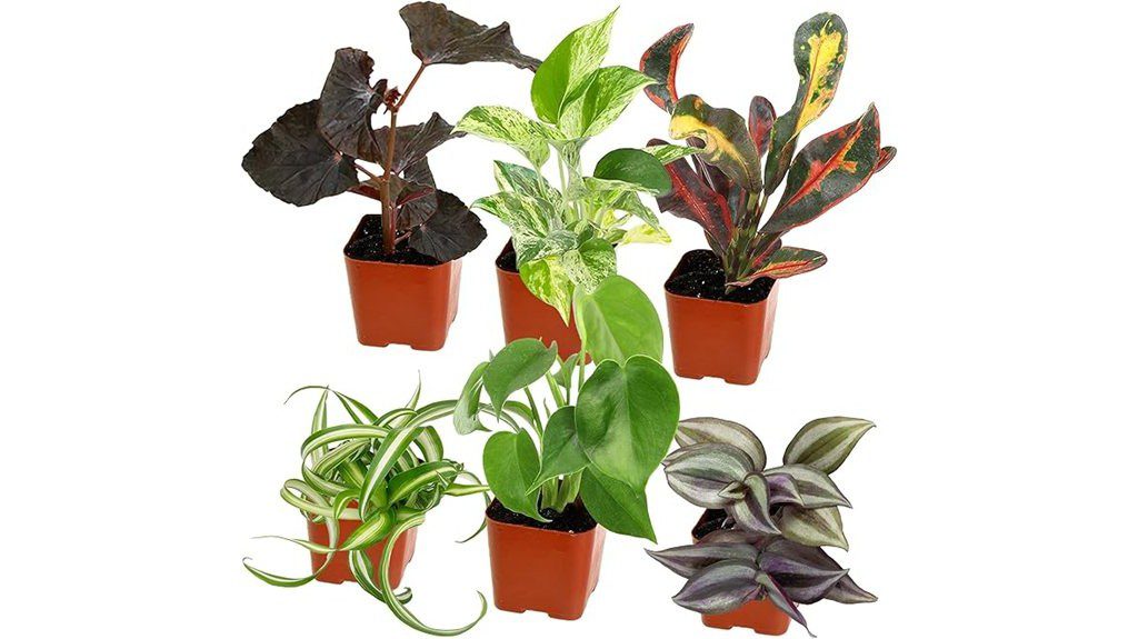 houseplants for easy cultivation