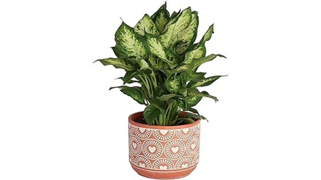 indoor dieffenbachia plant available
