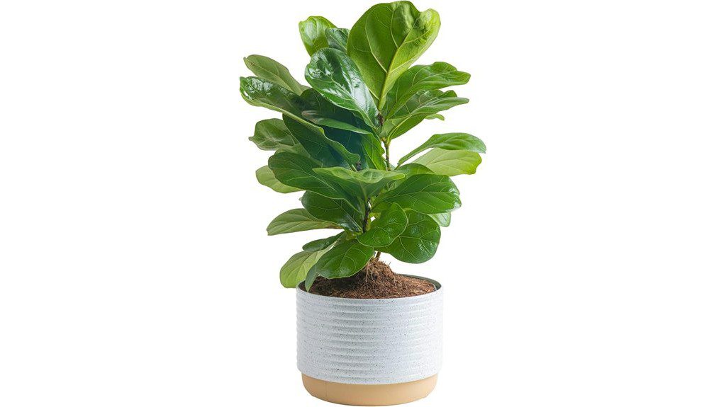 indoor fiddle leaf fig