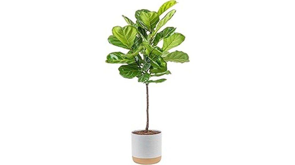 indoor fiddle leaf fig