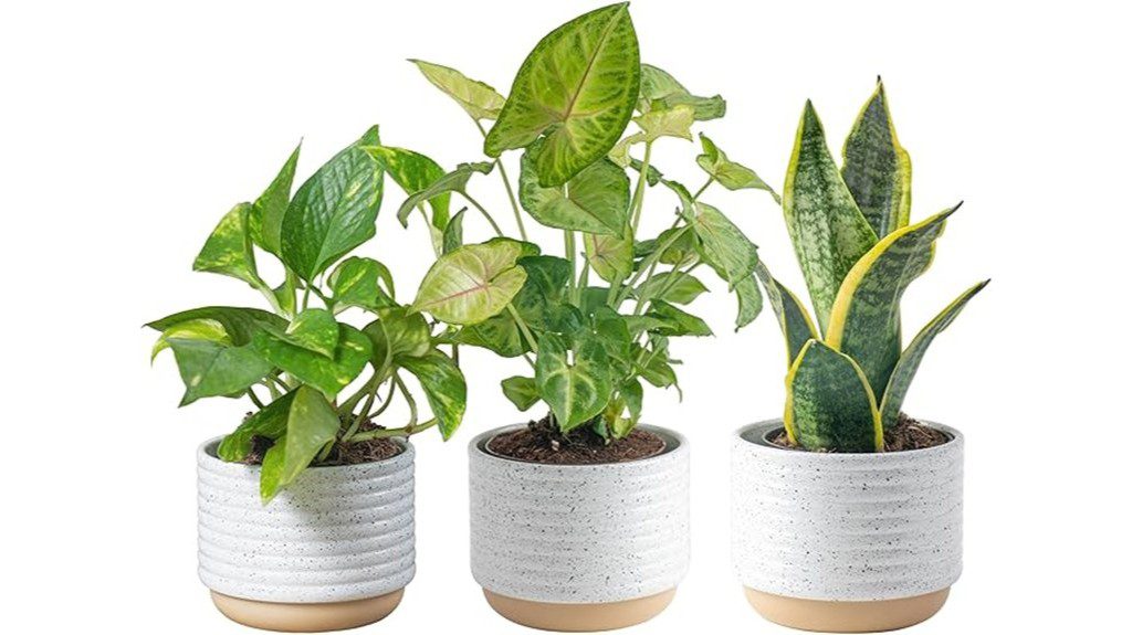 indoor houseplant trio set