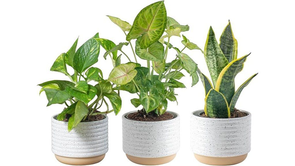 indoor houseplant trio set