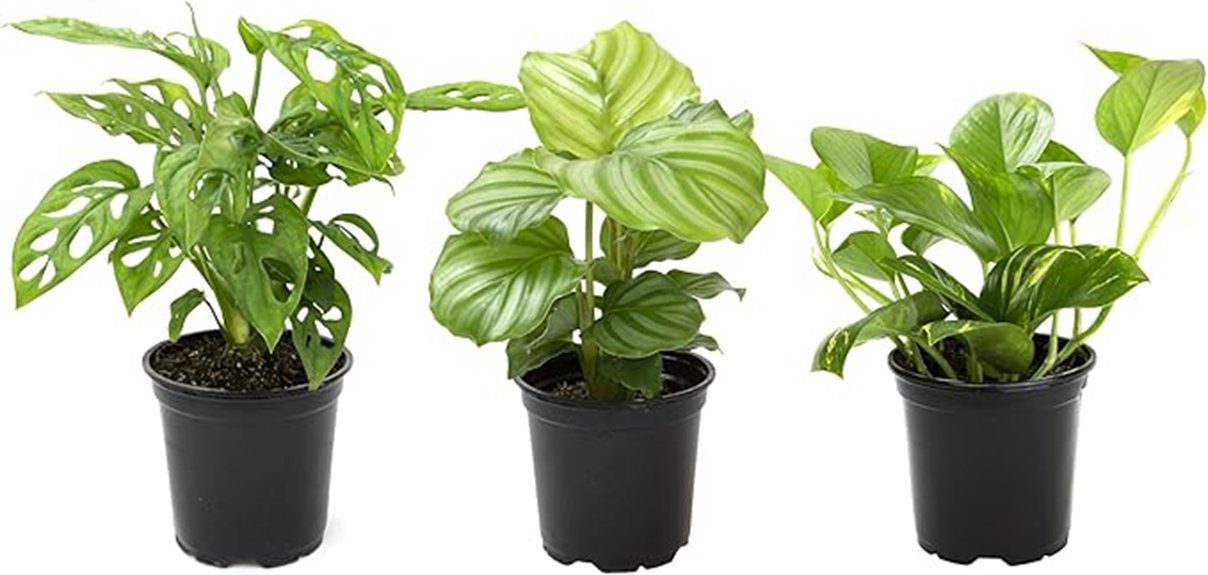 indoor plant collection set