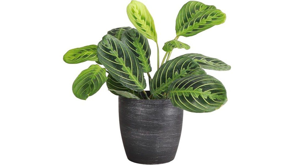 lemon lime prayer plant