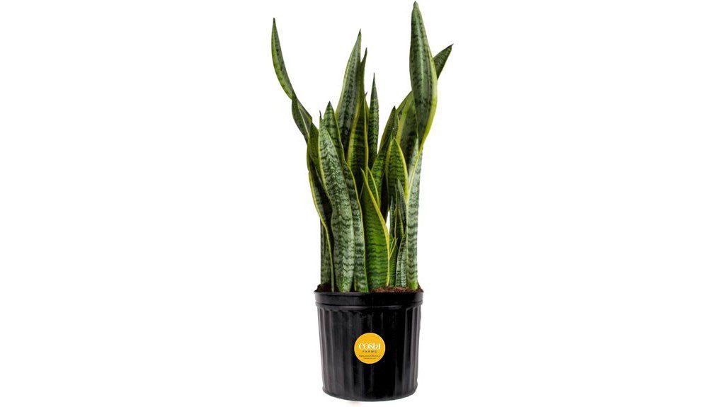 live sansevieria indoor outdoor plant