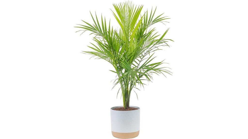 majesty palm live plant