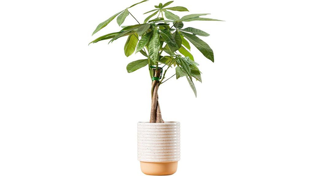 money tree ceramic planter