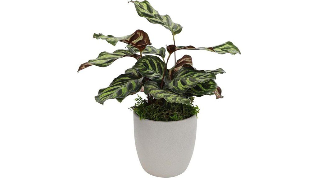 non toxic plant decor