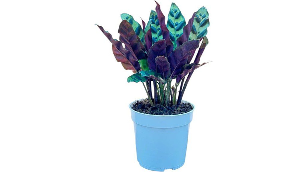 rattlesnake calathea decorative air purifier