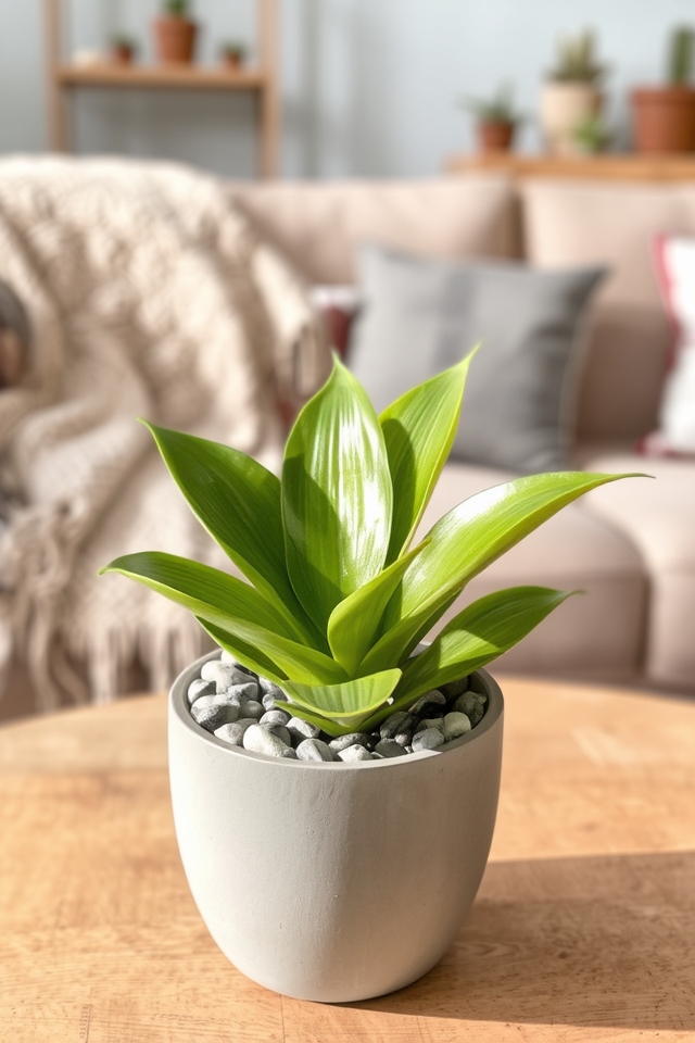 stylish low maintenance indoor plant