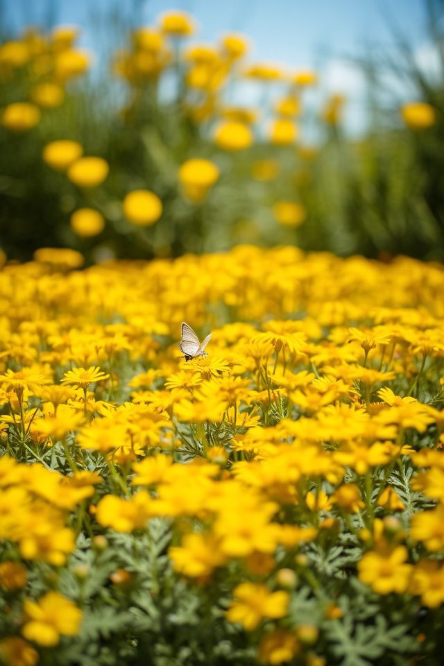 vibrant yellow low maintenance perennial