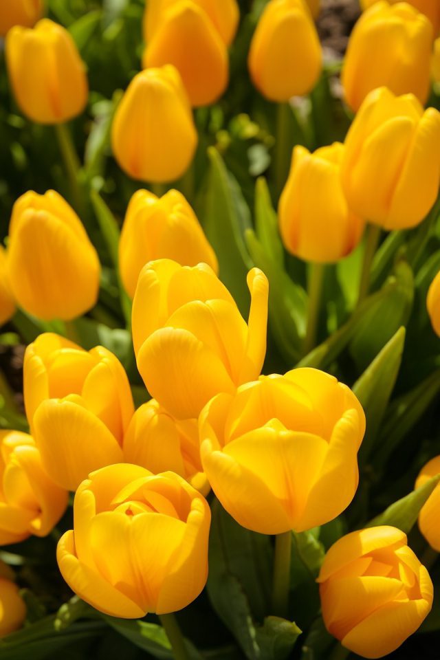 vibrant yellow tulip clusters