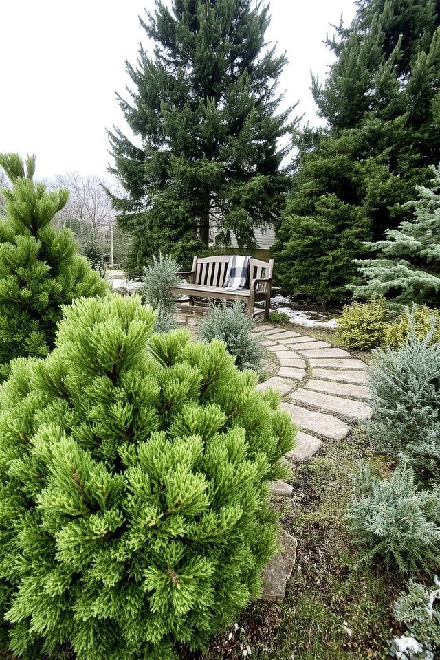 evergreens for winter beauty