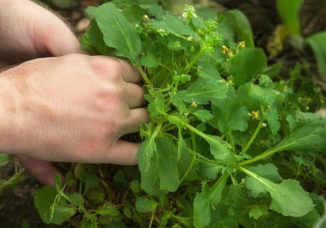 How to Get Rid of Purslane Naturally: Complete [cy] Guide
