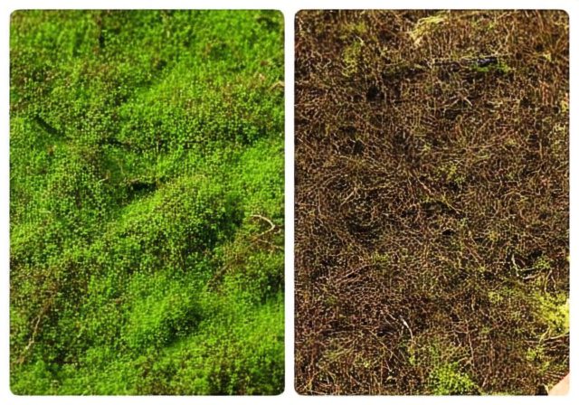 Sphagnum Moss vs Peat Moss: Complete Environmental Guide