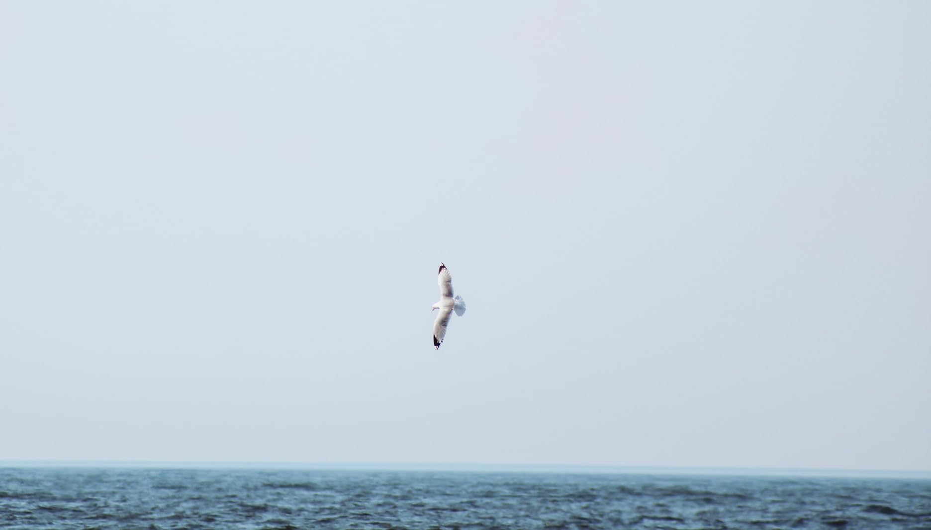 Canon EF 75-300mm f/4-5.6 III Telephoto Zoom Lens for Canon SLR Cameras Customer Review Canon EF 75-300mm f/4-5.6 III Telephoto Zoom Lens for Canon SLR Cameras - Customer Photo 1