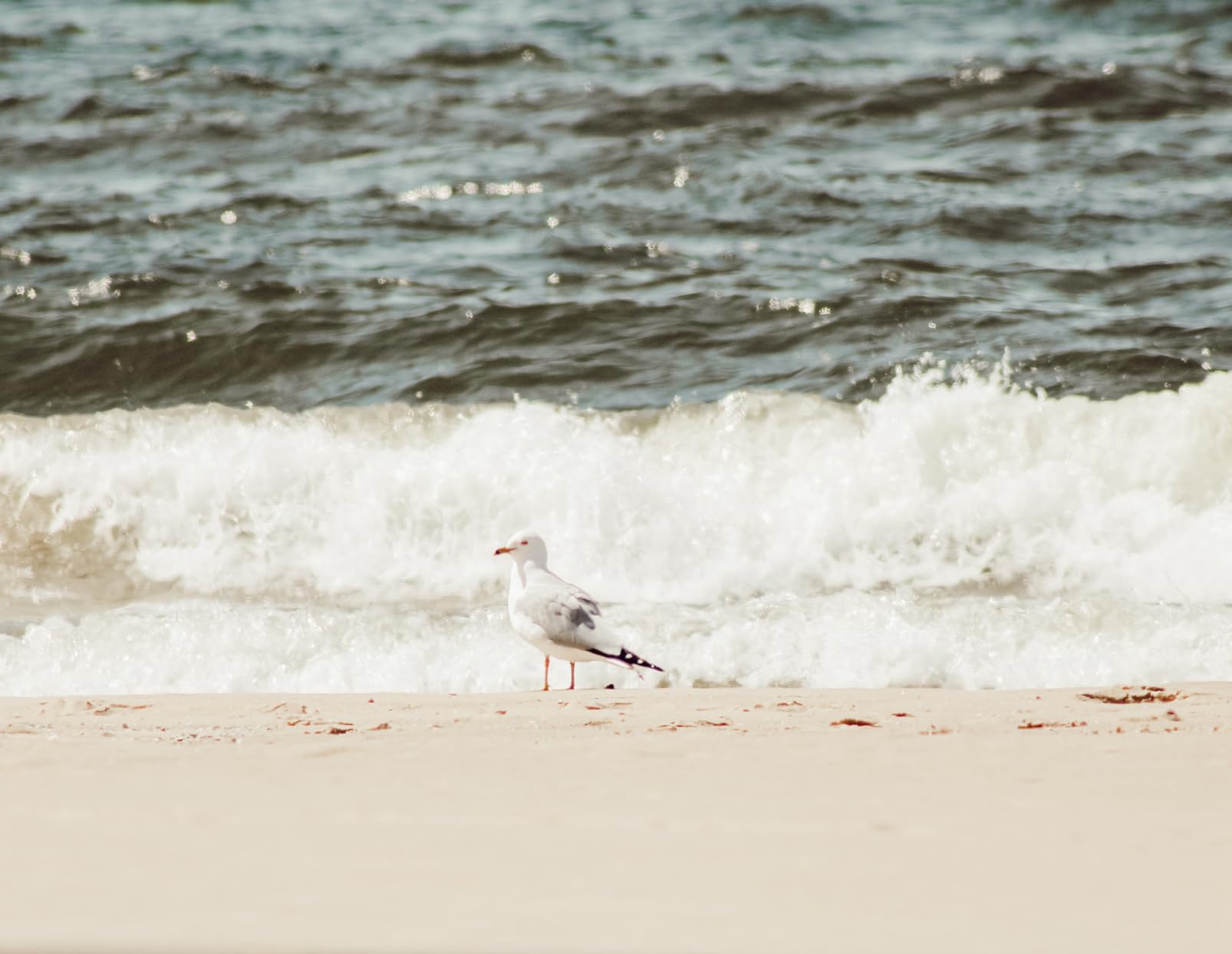 Canon EF 75-300mm f/4-5.6 III Telephoto Zoom Lens for Canon SLR Cameras - Customer Photo 4