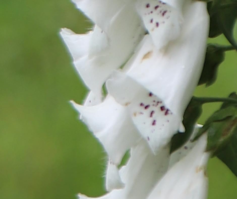 Canon EF 24-70mm f/2.8L USM Standard Zoom Lens for Canon SLR Cameras Customer Review Canon EF 24-70mm f/2.8L USM Standard Zoom Lens for Canon SLR Cameras - Customer Photo 2