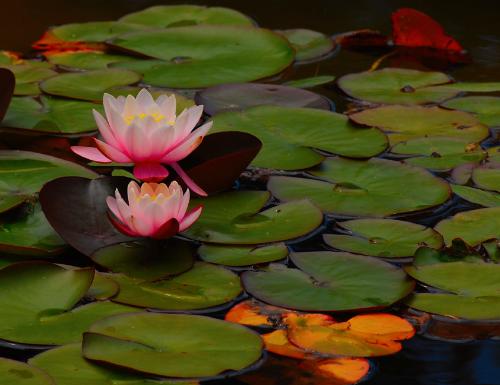 Nikon 55-200mm f/4-5.6G ED IF AF-S DX VR [Vibration Reduction] Nikkor Zoom Lens Bulk packaging (White box, New) - Customer Photo 2