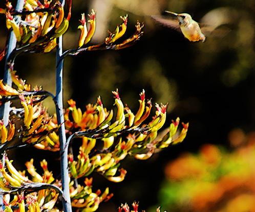 Nikon 55-200mm f/4-5.6G ED IF AF-S DX VR [Vibration Reduction] Nikkor Zoom Lens Bulk packaging (White box, New) - Customer Photo 5